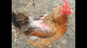 Куриные блохи, пероеды, клещи в курятнике. Часть 1. Характеристика.  Chicken fleas, peroedy, ticks