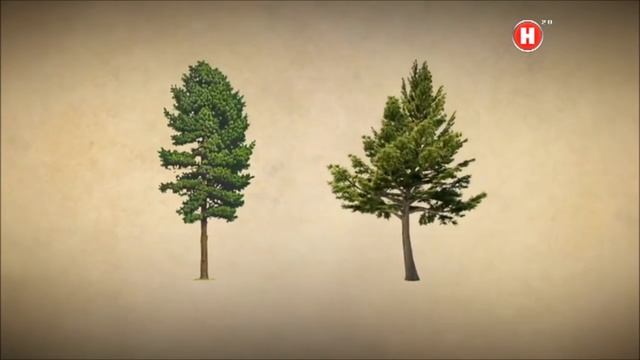 ᐉ 1OO% КУПИТЬ ЛЕС СОСНА КРУГЛЯК? Брус Цена Берёза Пиломатериал Оптом Доска | ЗВОНИ ☎ +79235387770 смотреть онлайн