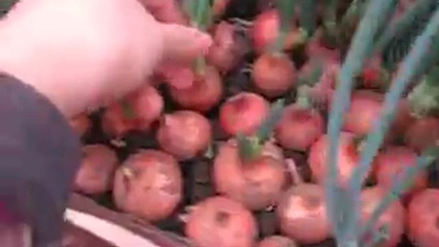 Бизнес на зеленом луке.Надо ли замачивать и обрезать? смотреть онлайн