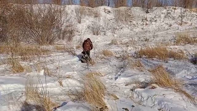 6,5 лс, гусеница 41 окно смотреть онлайн