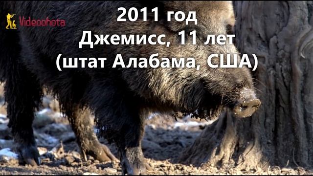 Самый БОЛЬШОЙ кабан на охоте! Videoohota смотреть онлайн