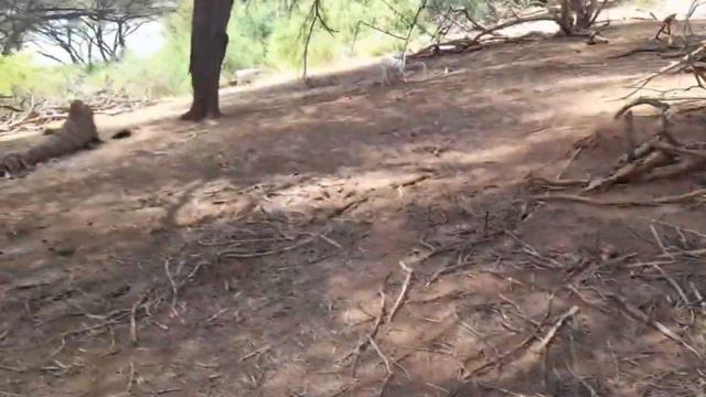 WATCH THE BEAUTIFUL KASHA ACACIA FOREST & THE VALUE OF THE TREE TO THE NOMADS. смотреть онлайн