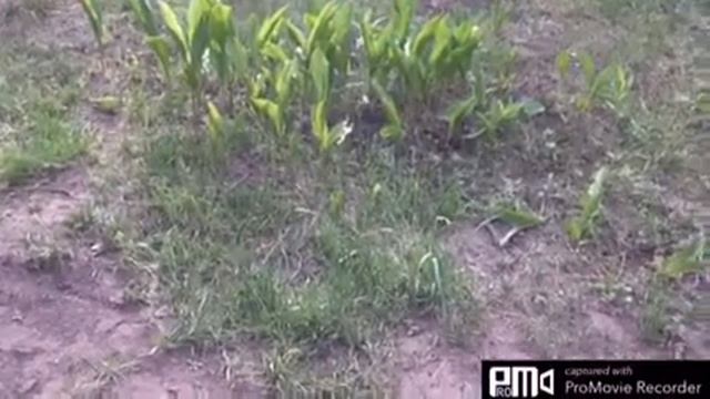 Простое средство от комаров) смотреть онлайн