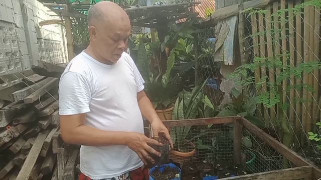 Anthurium | Green Forest