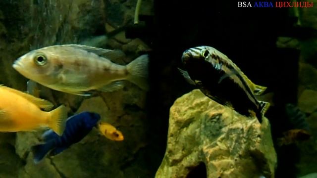 Окрашивание Меланохромис Ауратус (Melanochromis Auratus) на протяжении года. смотреть онлайн