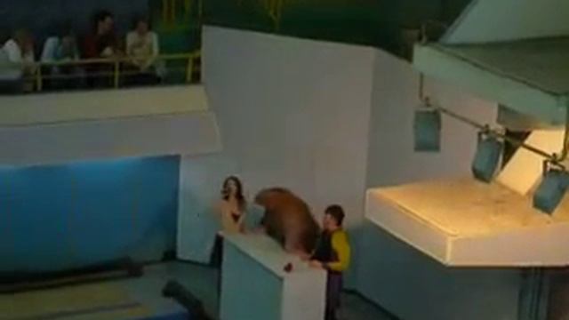 Дельфинарий Москва Морж смотреть онлайн