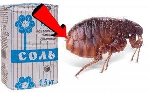 Как избавиться от земляных блох за 3 Миллисекунды!.