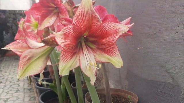 AMARYLLIS TOSCA #hippeastrum #гиппеаструм смотреть онлайн
