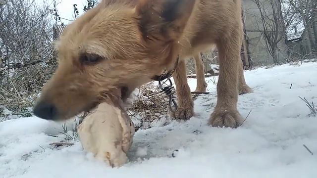 Как собака Любит хозяина. Как собака кушает. смотреть онлайн