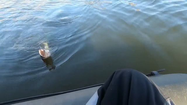 Рыбалка в ноябре на щуку!Блин думал уже что трофея тяну!!Щука на микроджиг#рыбалка #щука смотреть онлайн