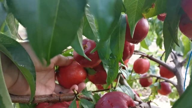 Juicy Red Nectarines ? #summer #nature #backyard #gardening #fruit #juicyfruit смотреть онлайн