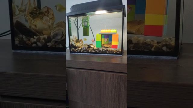 Домик для рыбок смотреть онлайн