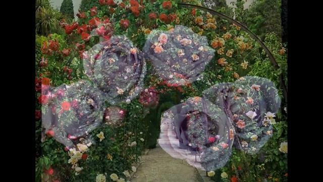 Плетистые розы смотреть онлайн