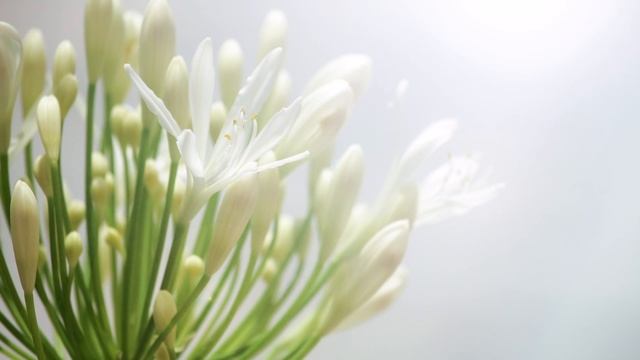 Reiki Timer - Reiki Healing Music With 3 Minute Bell Timer ~ 24 Positions