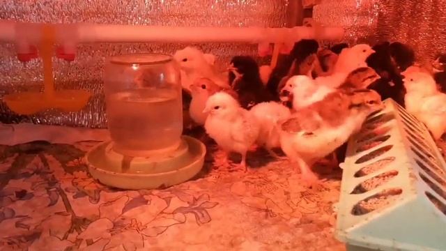 Как поживают цыплята?/Чем кормить суточных цыплят? смотреть онлайн