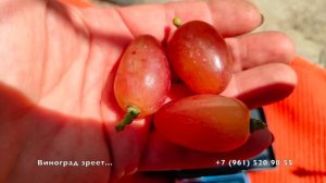 Виноград Минор Голуба А.А.