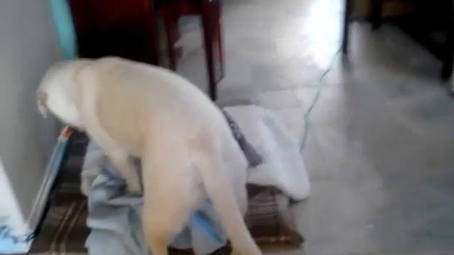 Puppy Gunnar at play смотреть онлайн