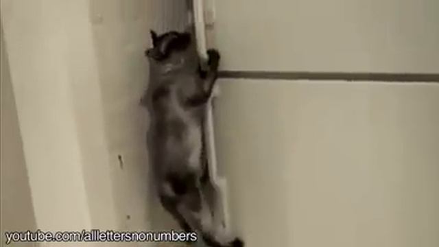 Животные воры смотреть онлайн