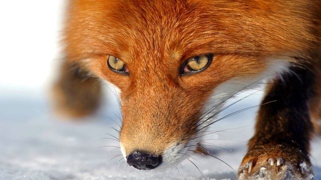 Интересные факты о лисах смотреть онлайн