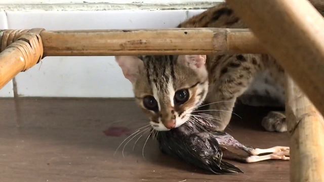LIVE FEEDING ! Asian Leopard Cat смотреть онлайн