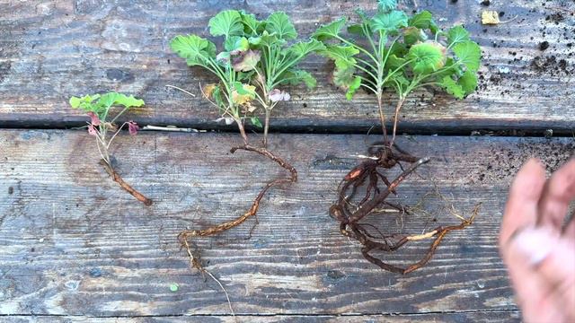 How to Propagate Scented Geranium Easiest Way! смотреть онлайн