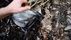 Рассадка проросших черенков тополя пирамидального :-)