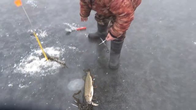 Первый лед,рыбалка в Талдоме,щука на жерлицы 2018-2019г смотреть онлайн