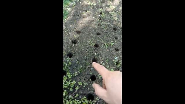 ЧЕСНОК КАК НА КАРТИНКЕ после такой подкормки при посадке смотреть онлайн