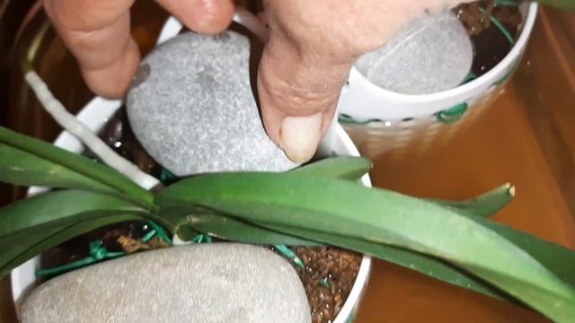 Еженедельный Полив моих Катасетумных и Вандовых Орхидей | Vanda | Chisis | Cycnodes