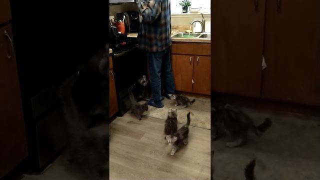 Maine Coon Kittens Can't Wait For Lunch смотреть онлайн