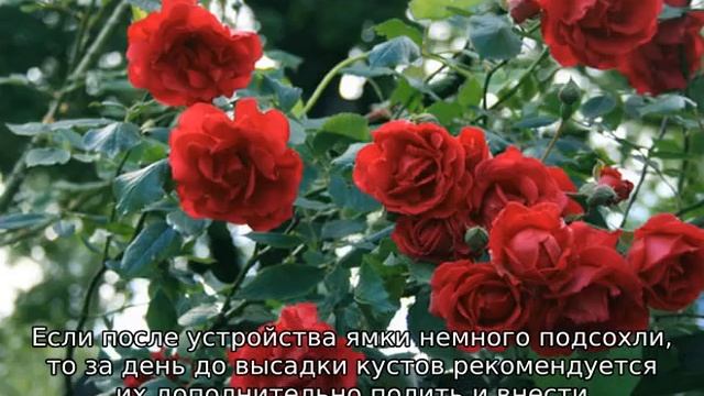 Плетистая роза: посадка и уход в открытом грунте смотреть онлайн