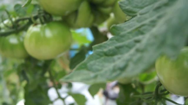 SGH - May 1, 2016 Tomato Update смотреть онлайн