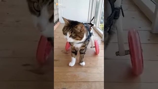 Кошка инвалид коляской смотреть онлайн