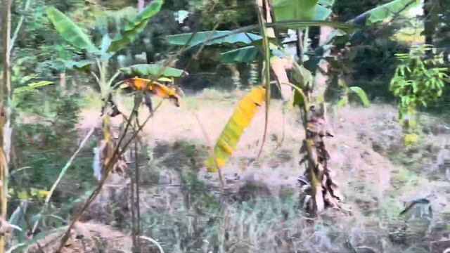 Biological Foliar Sprays, Food Forest Fruit Trees, Organic Bananas смотреть онлайн