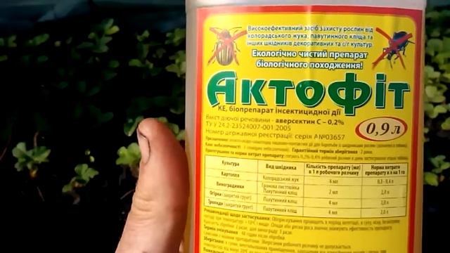 Как победить колорадского жука, гусеницу, тлю, совку долгоносика смотреть онлайн