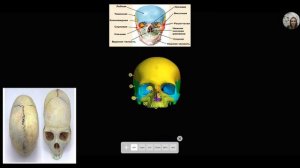 Строение черепа в 3 Д