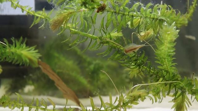 Triops longicaudatus 11 Tage alt смотреть онлайн