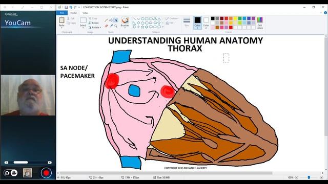 UNDERSTANDING HUMAN ANATOMY-THORAX HEART CONDUCTION SYSTEM смотреть онлайн