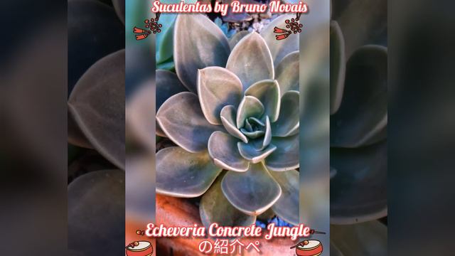 エケベリア 'Concrete Jungle' の紹介 смотреть онлайн