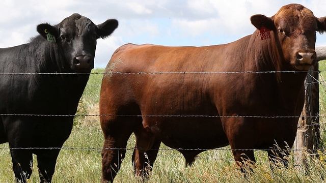 Angus Cattle | Uber Beef смотреть онлайн