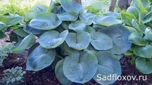 Одна из самых синих и больших - хоста Абиква Дринкин Гурд