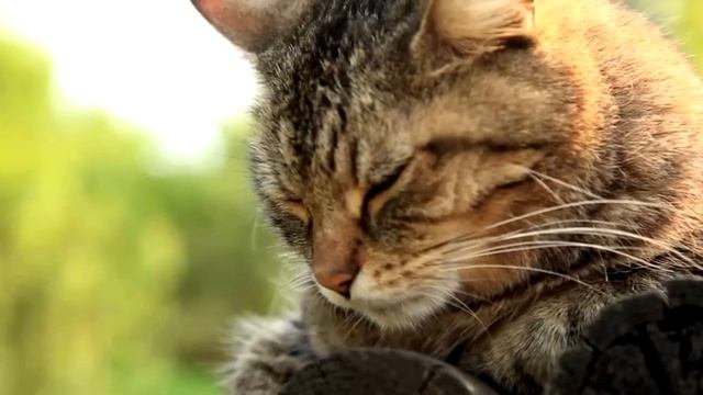 Его предали. Кот лежал, спрятав нос в лапах и плакал как ребенок без остановки! смотреть онлайн