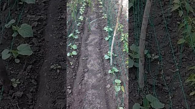 Выращивание огурцов на шпалерах смотреть онлайн
