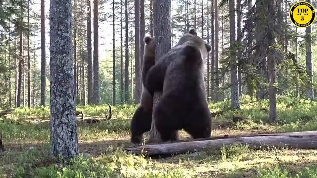 Top 5 DEADLIEST Bears In The WORLD | Nature's Apex Predators смотреть онлайн