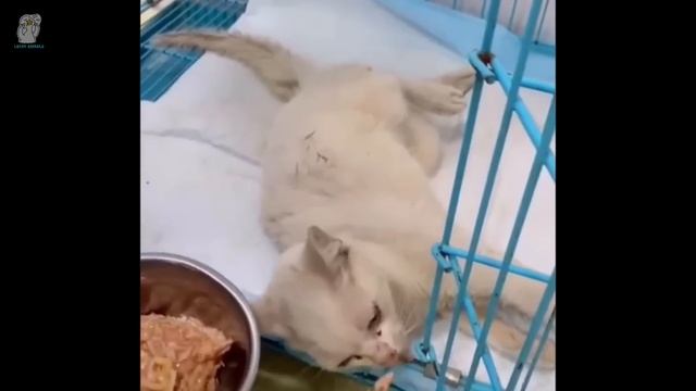 Выкинув старого кота на улицу после ДТП, хозяин снял с себя ответственность смотреть онлайн