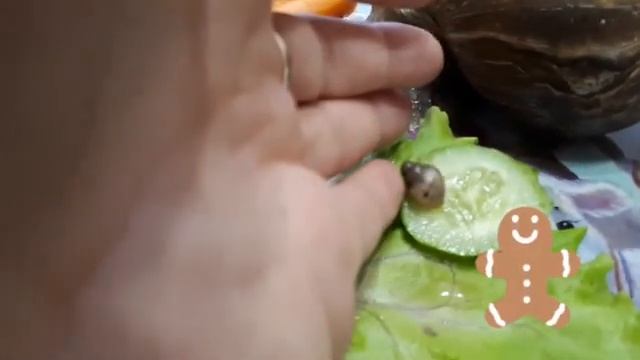 Семейство улиток Ахатин ??? смотреть онлайн