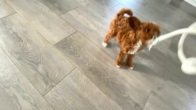 Милый Той пудель играет с веревочкой/Cute toy poodle playing with rope смотреть онлайн
