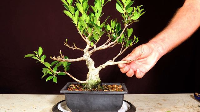 Tiger Bark Ficus Bonsai. Ficus Microcarpa. Kinmen Ficus.