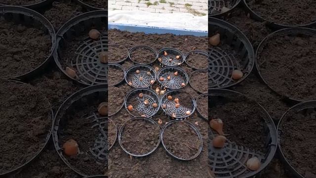 Посадка тюльпанов в клумбу смотреть онлайн