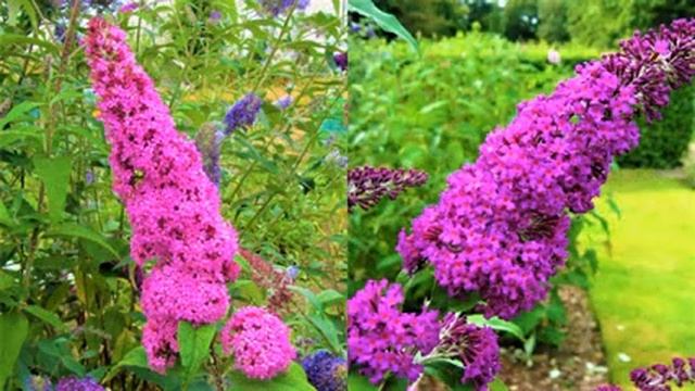 САМЫЙ КРАСИВЫЙ и НЕПРИХОТЛИВЫЙ Кустарник, Цветущий до Холодов - БУДЛЕЯ